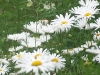daisy-1-sahasrara.jpg