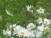 daisy-as-sahasrara-chakra.jpg
