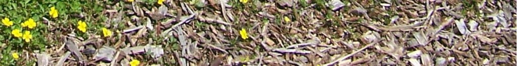moss-threatened-by-climate-change