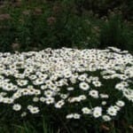 burlington-daisies-palleta-mansion