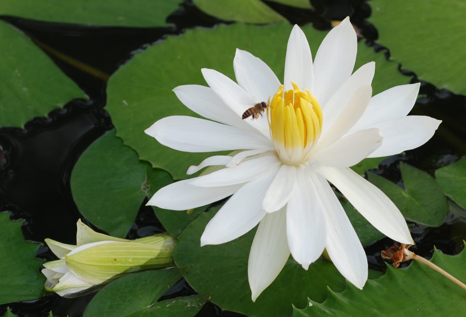 white-lotus-and-bee-1.jpg