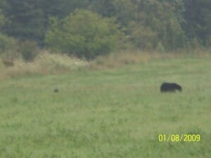 Mother Bear and cub - Tobermory Ontario - near the road