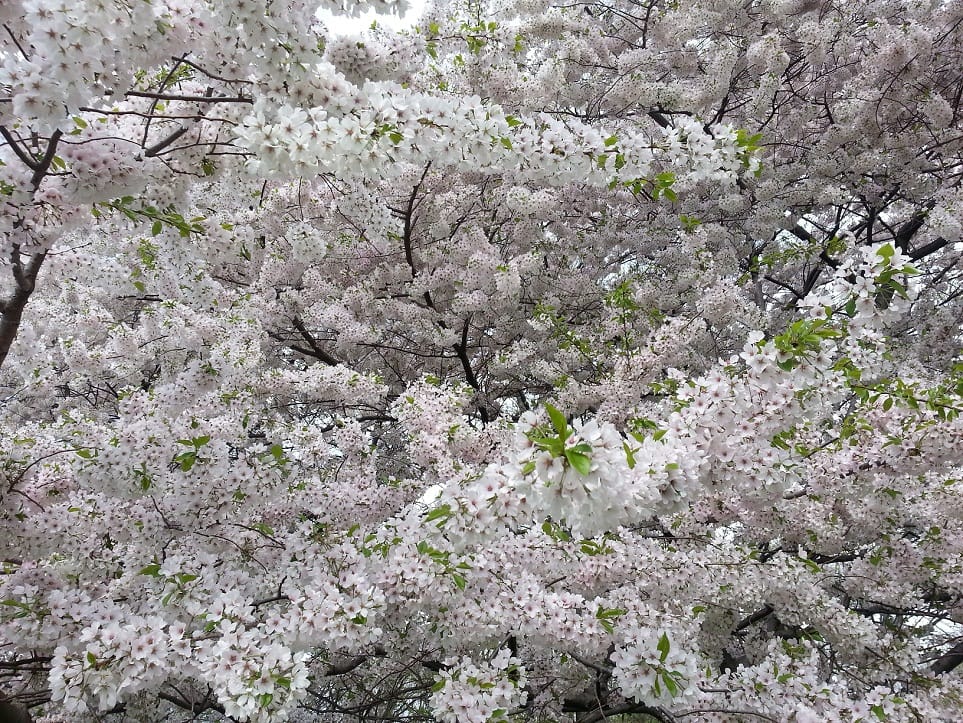 Blossom in Central Park - photo from Razvan