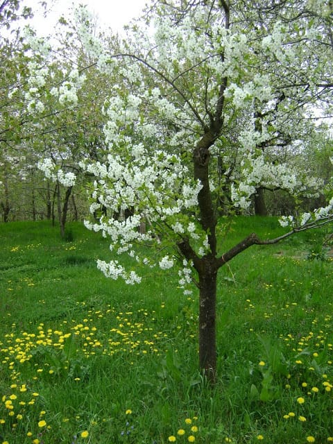Young Tree in Blossom - photo by Anca from Oakville