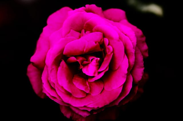 Cabela Rose-Omar