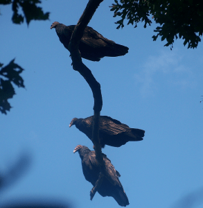 Read more about the article Lesson from Three Vultures sharing the same Branch