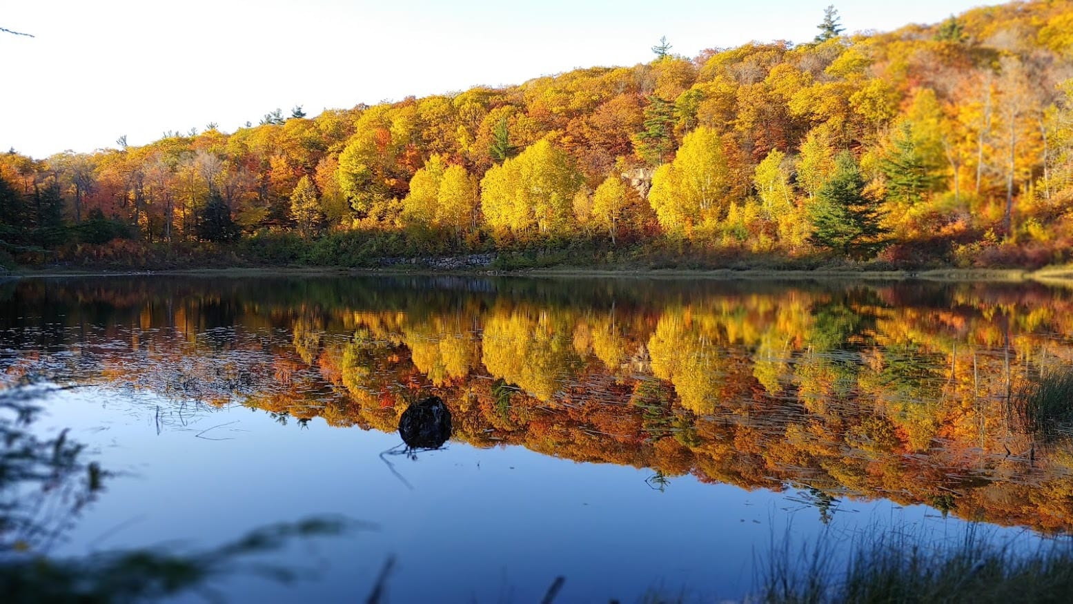 Read more about the article Canadian Autumn Now – The Witness