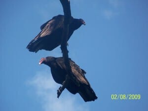 vulture-2-Burlington-Crawford Lake