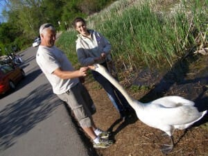 Nurturing the Swan - who is the symbol for the Power of helps you separating the truth from untruth, the good from bad (beautiful Indian story)