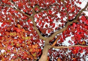 Read more about the article The Tree, The Yogi and The Child