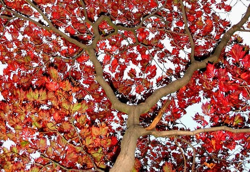 Read more about the article The Tree, The Yogi and The Child