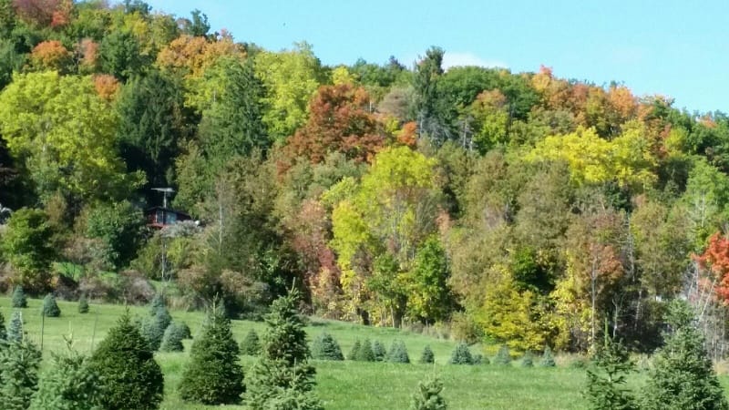 halton-fall-2016