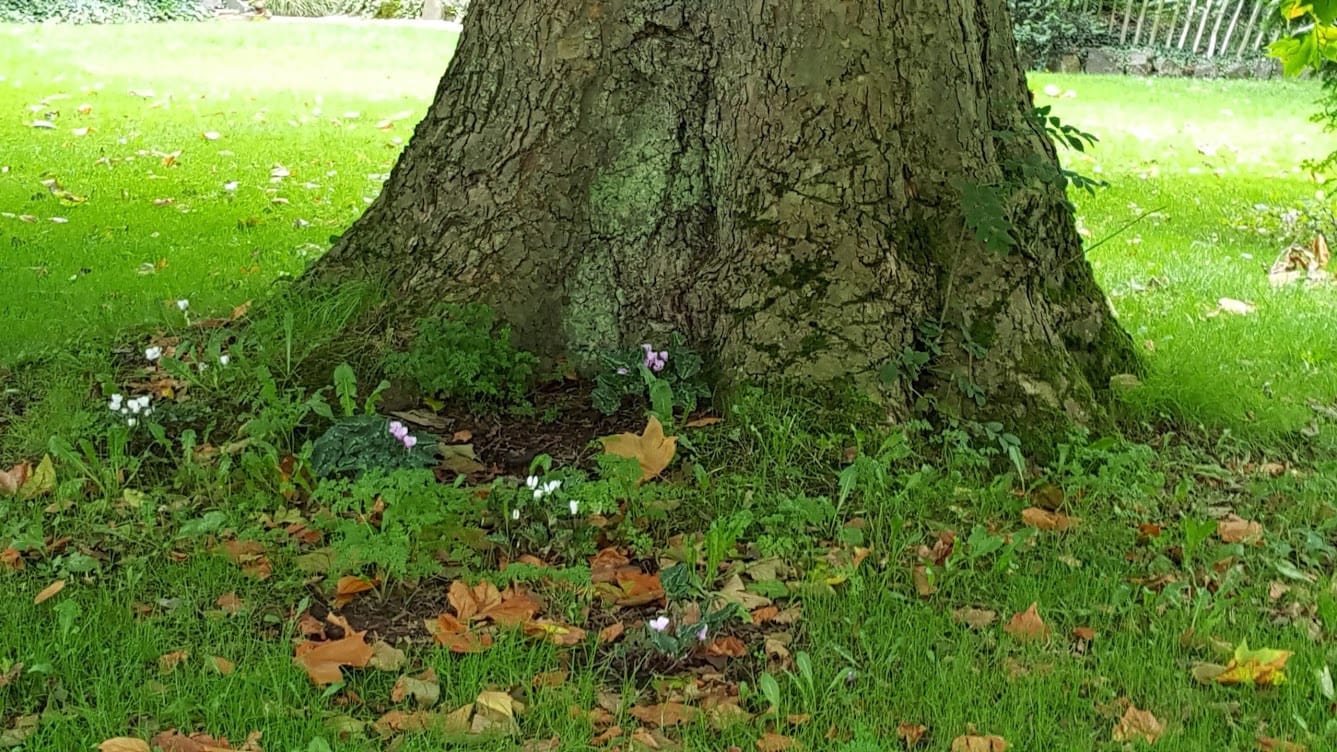 Read more about the article Earth Day 2020 – 1st Guided Meditation (video – April 21)