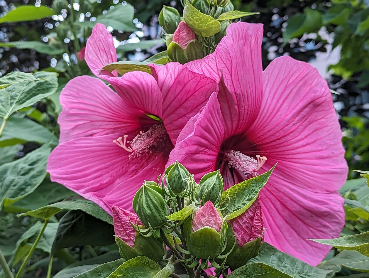 Read more about the article Meditation at the Persian Food Festival