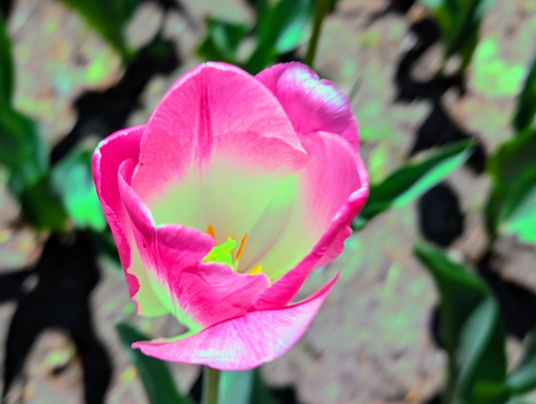 Read more about the article Milton’s Spring Bazaar Cultivated Seeds of Joy and Shared some Sweet Vibes in the Community!