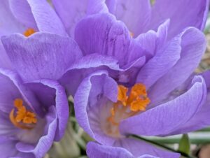 Read more about the article Appreciation from Muslim Meditators and Health Promotion Programs with Four Surprise Video-Clips