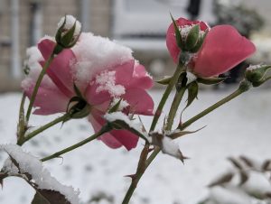Read more about the article Enjoy Burlington’s First Winter Day with Warm Experiences from the Hamsa Chakra Seminar